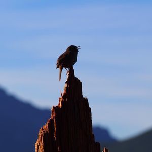 Meet your Posher, Bridget